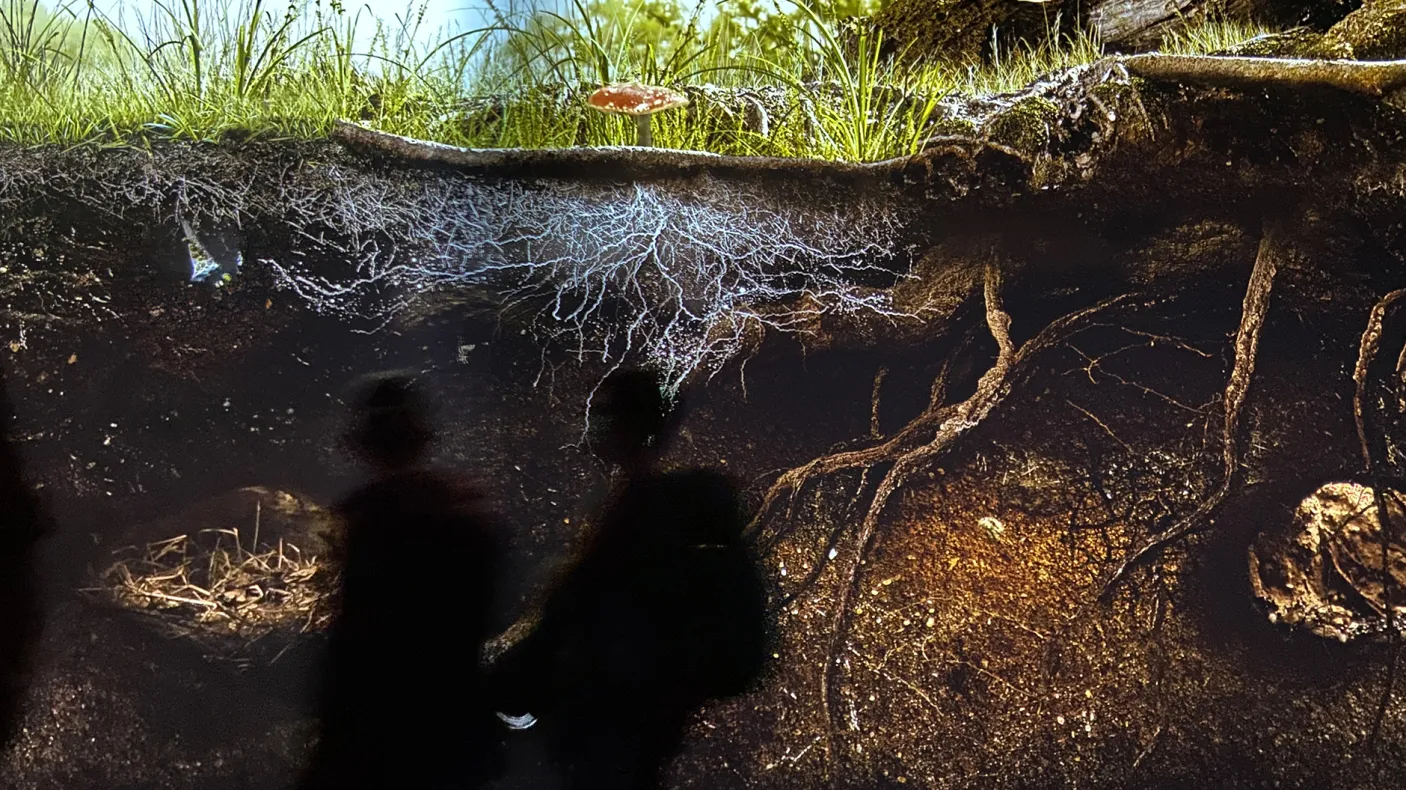 People in front of a screen that shows an underground view of roots growing in the land.