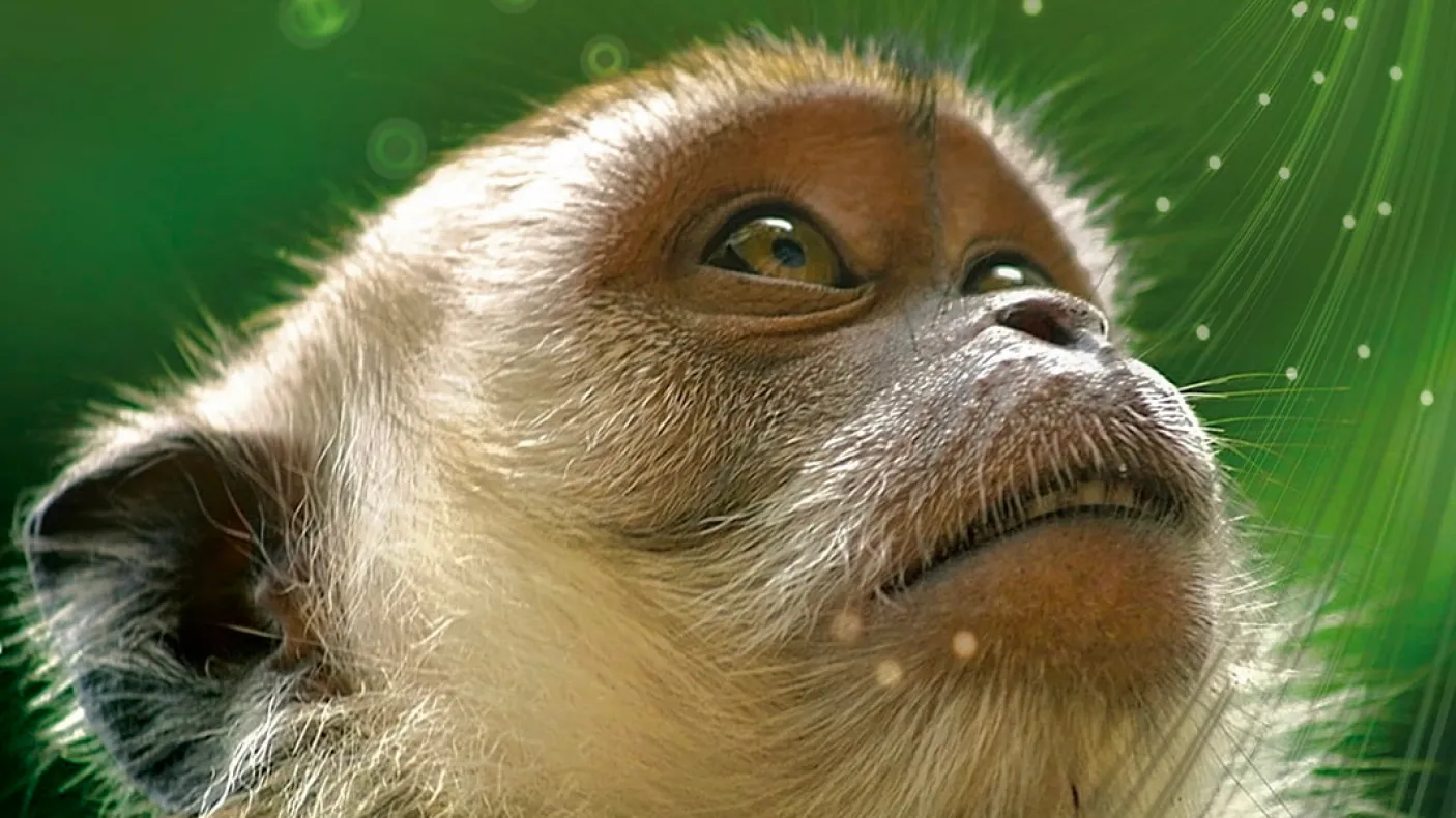 Monkey on book cover
