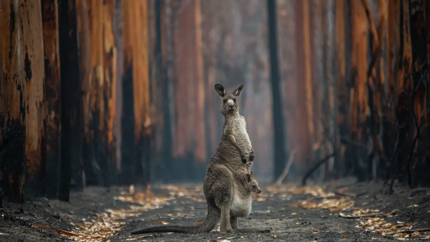 An eastern grey kangaroo and her joey who survived the forest fires in Mallacoota
