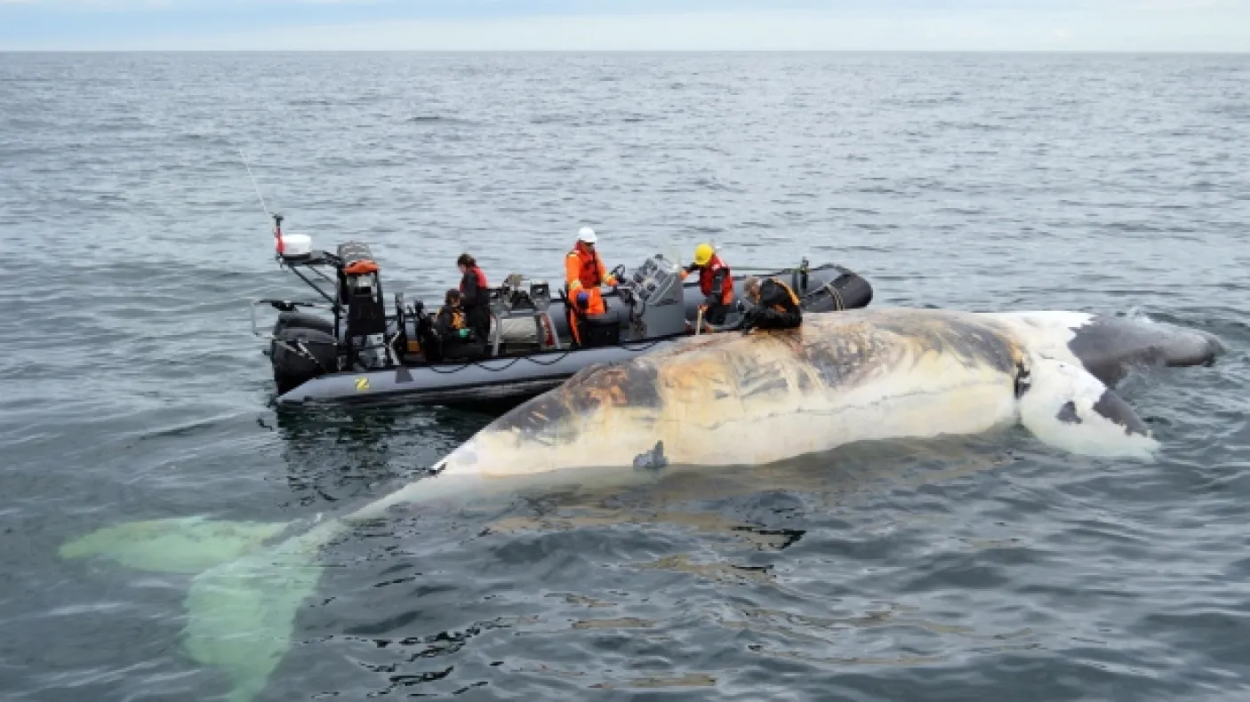 Carcass of right whale floating in ocean, researchers on large dinghy
