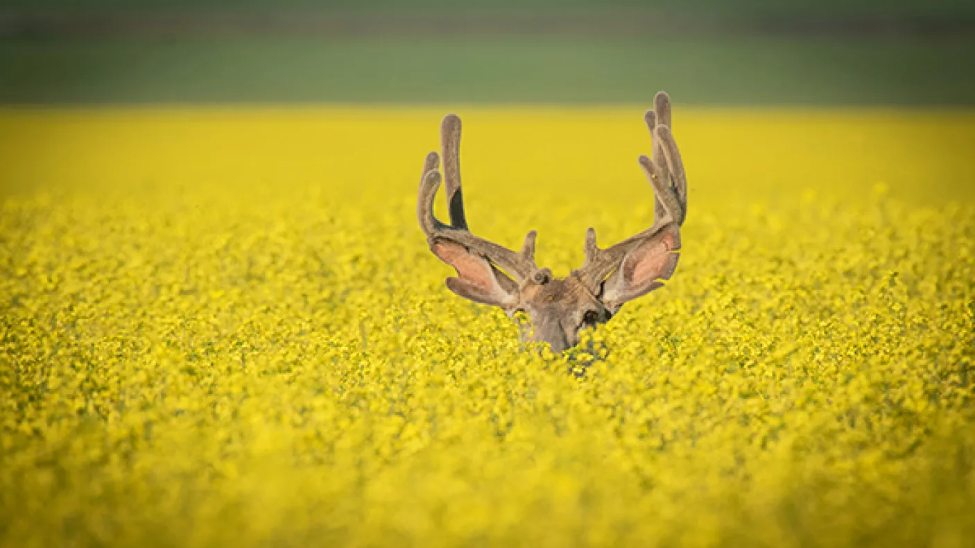 Hiding (c) Yaron Eini
