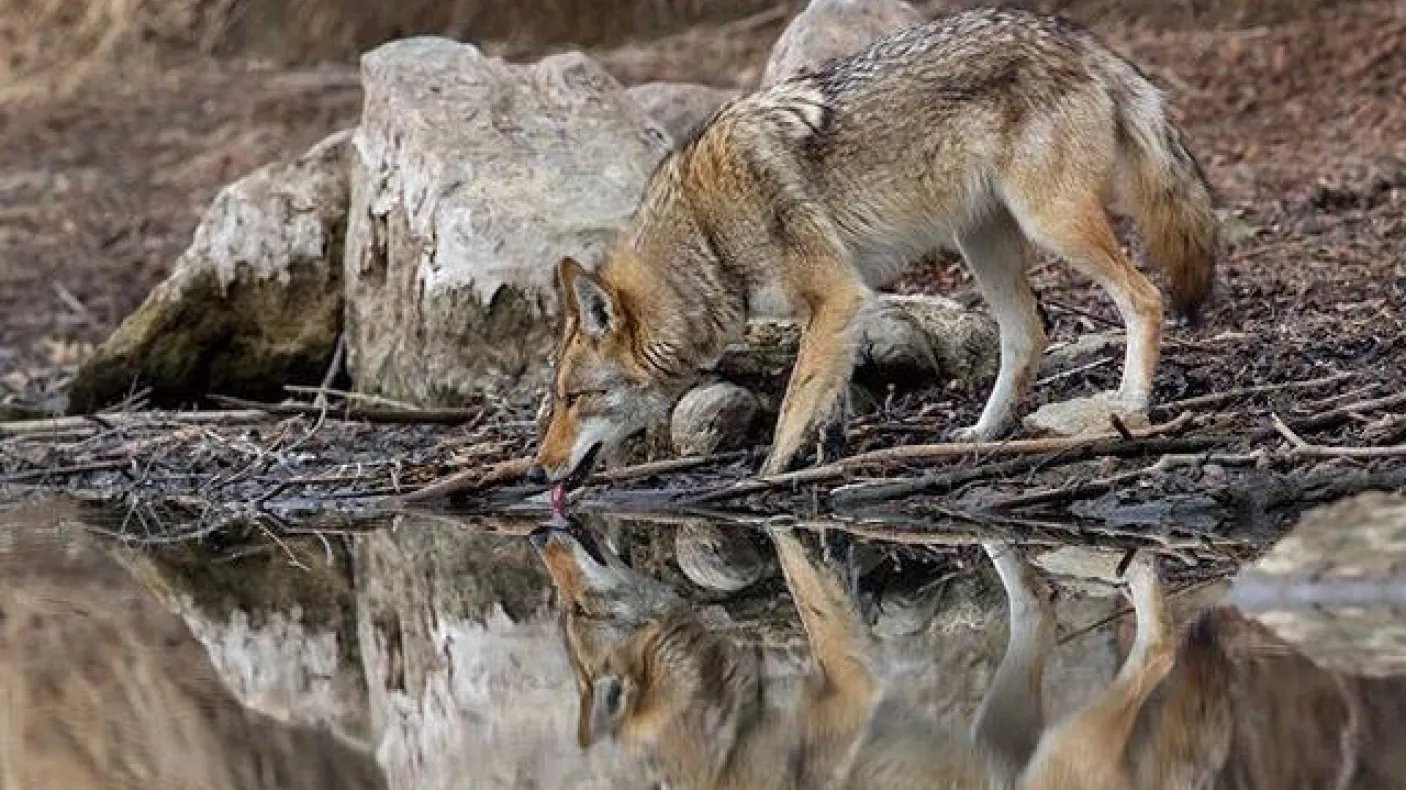 winning photo of the ROM Wildlife Photographer of the Year Photo Contest - a coyote drinks from a stream in Toronto, photo by Steven Rose
