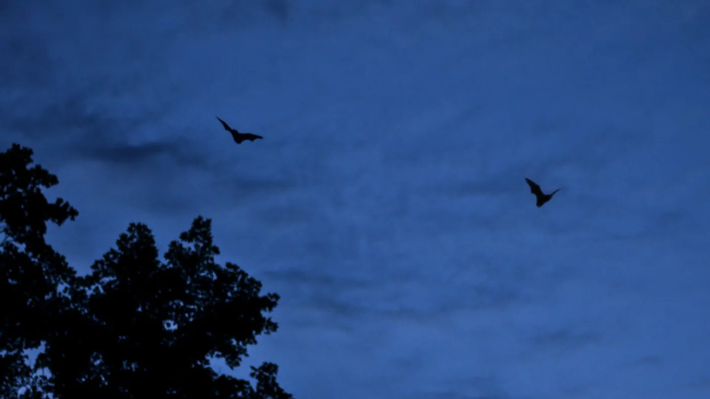 two little brown bats fly in a twilit sky over Rouge Park during the 2012 Ontario BioBlitz. Photo by Stacey Lee Kerr
