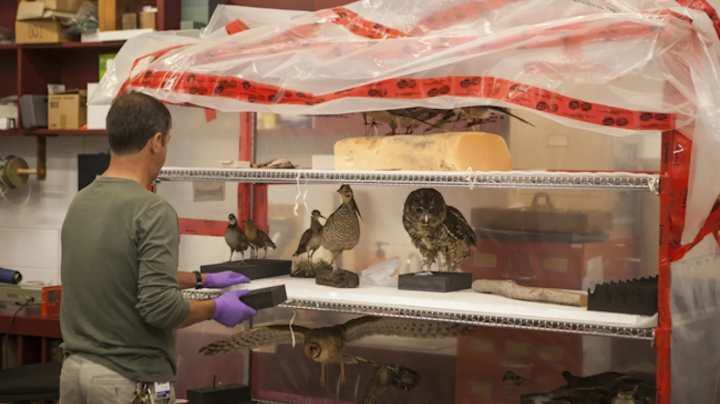 Un préparateur de musée recueille les espèces en péril qui seront ajoutées à l'exposition "Empty Skies" sur la tourte voyageuse.
