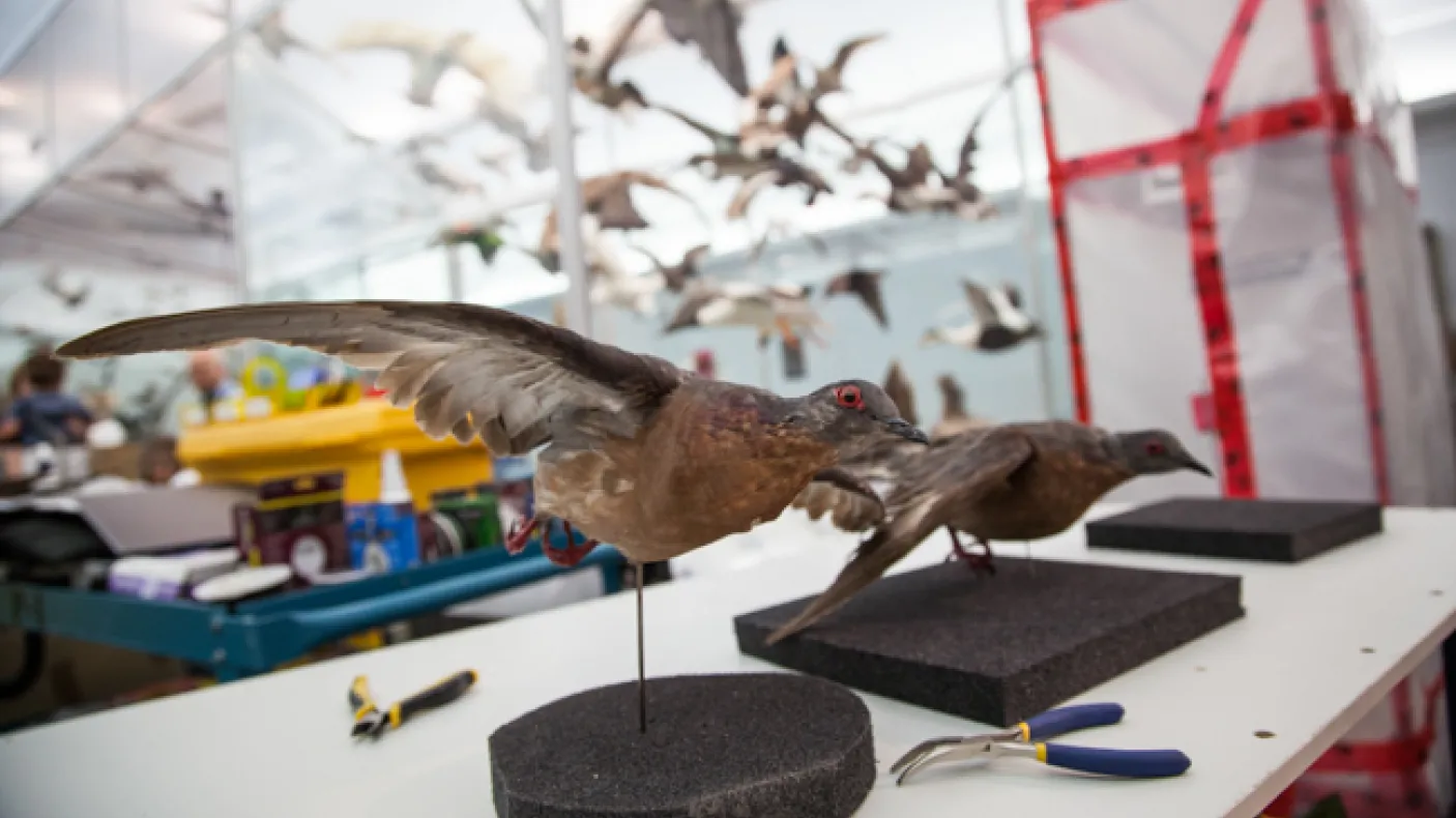 Stuffed passenger pigeons from the ROM collections sit on a table in the Gallery of Birds waiting to be installed in the new special exhibit
