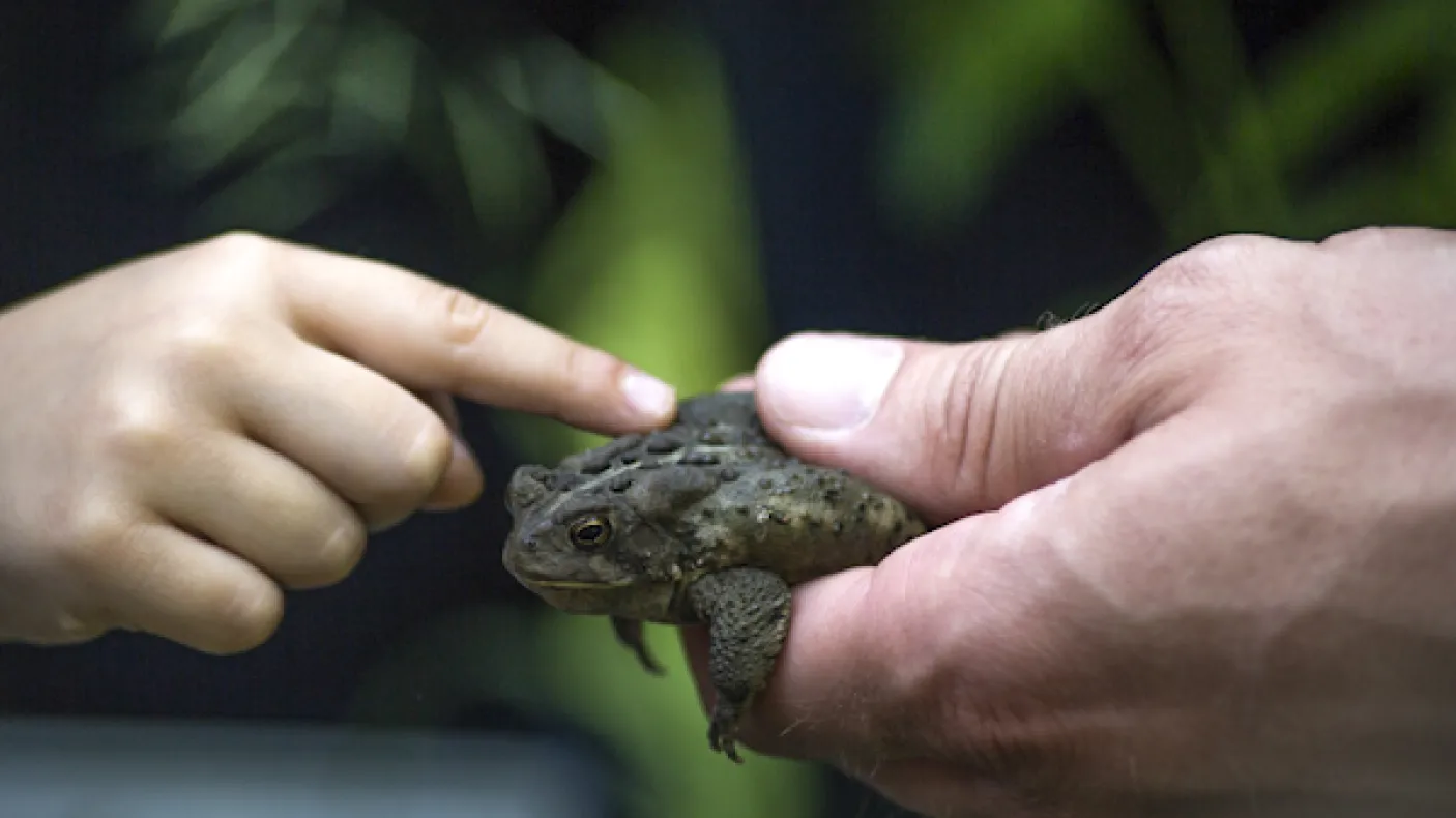 a toad sits patiently in the hand of a naturalist who holds it out for a young person to explore
