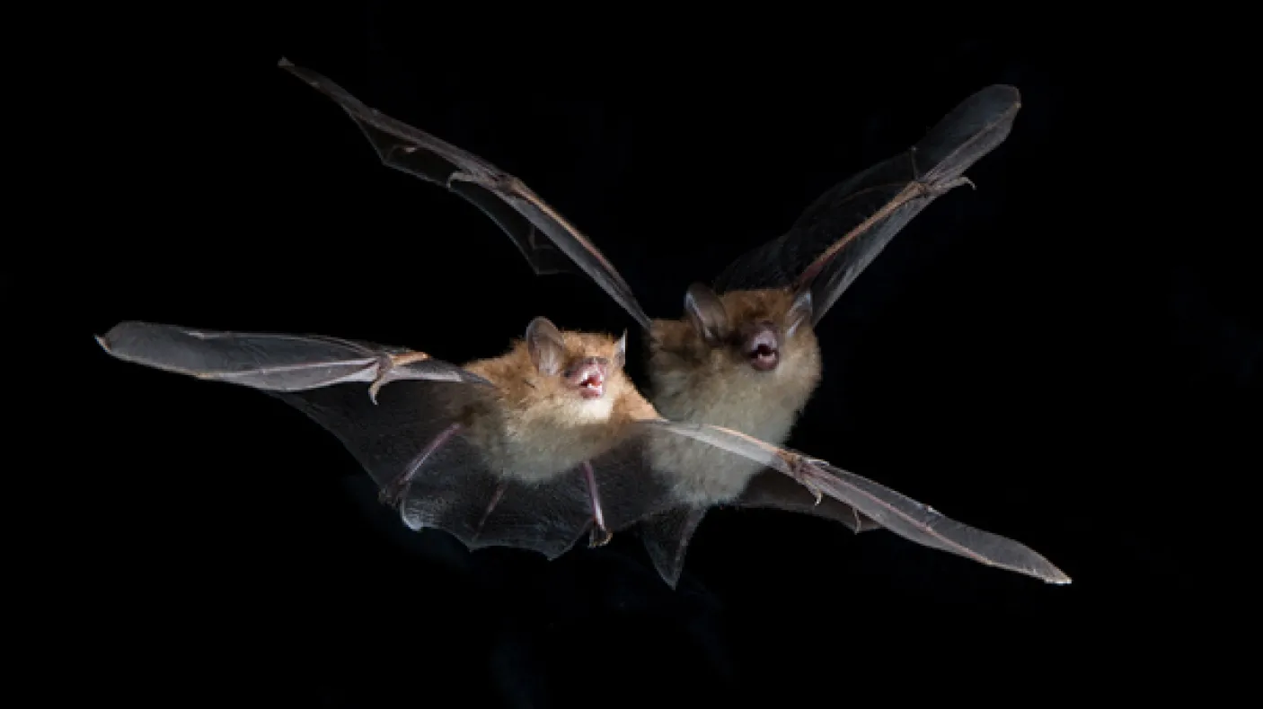 A tube-nosed bat (Murina cyclotis) in flight. Photo by Vincent Luk
