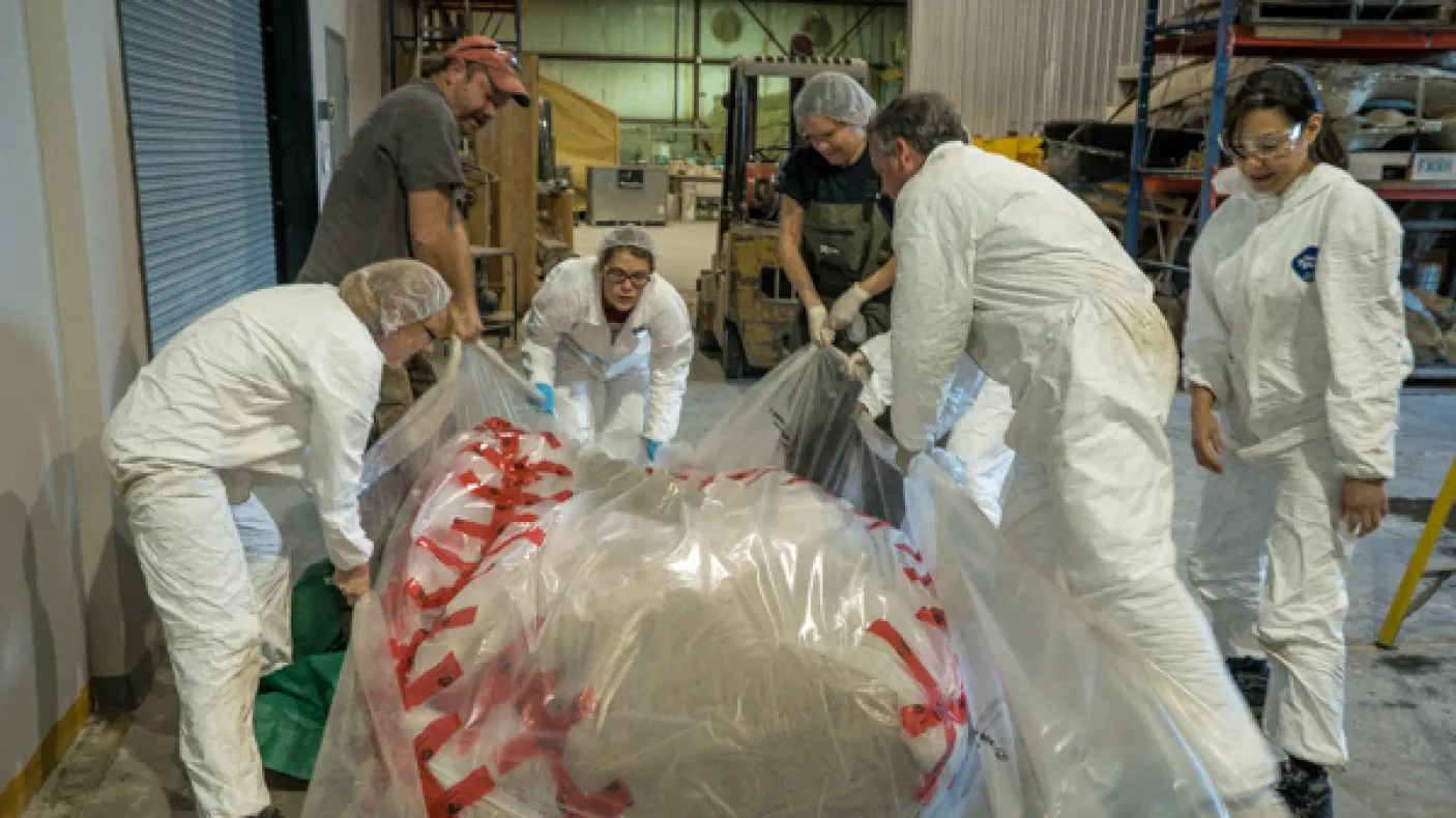 It took a team of seven people to lift the blue whale heart enough to finish wrapping it. Photo by Stacey Lee Kerr
