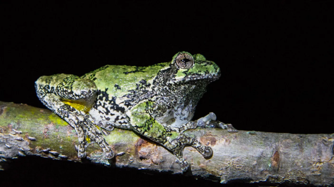 A gray treefrog (Hyla versicolor) sits on a tree branch at night. Photo by Sean de Francia
