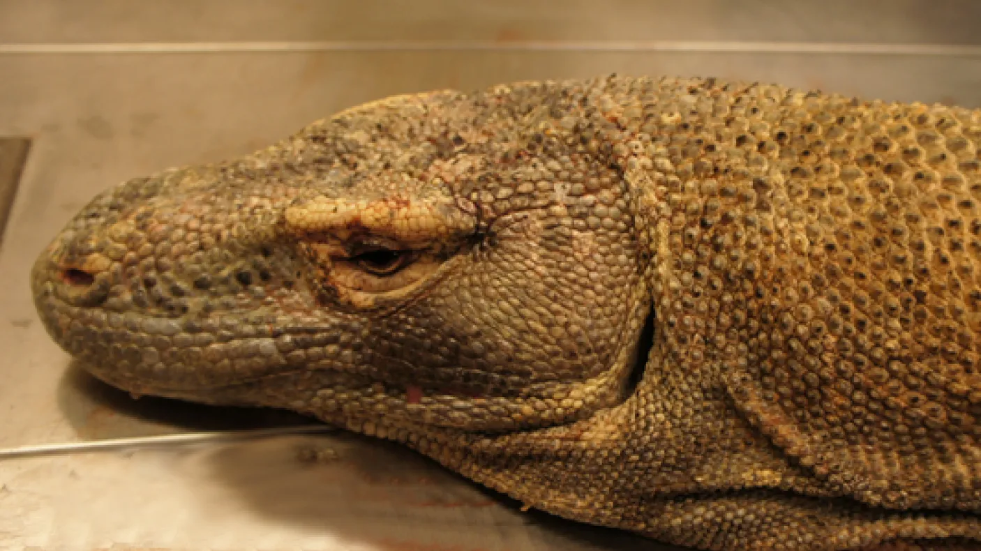 A close-up of the Komodo Dragon head before preparation of the speciman began

