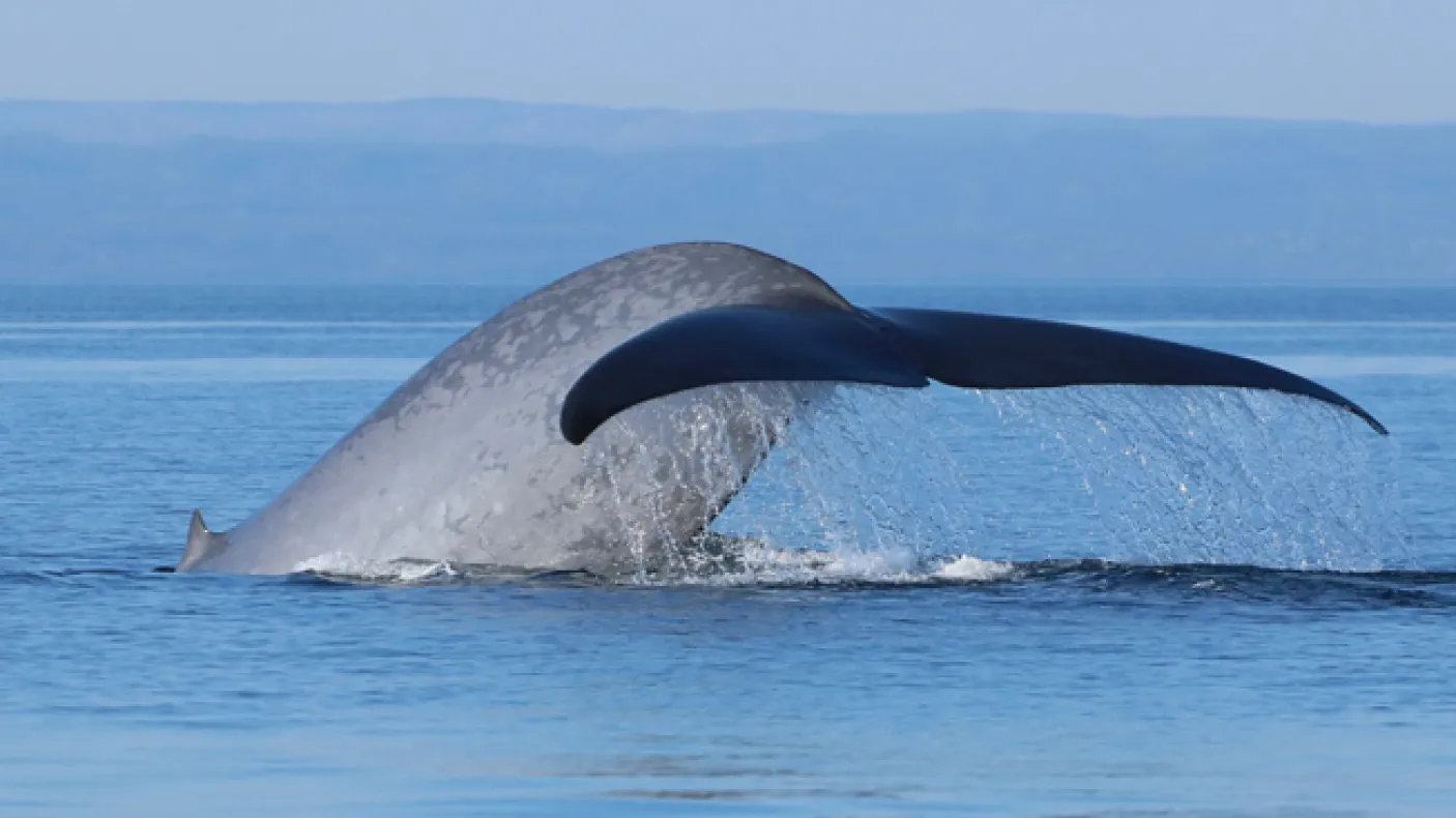 A blue whale diving into the Gulf of St Lawrence off the coast of Gaspé. Photo by René Roy
