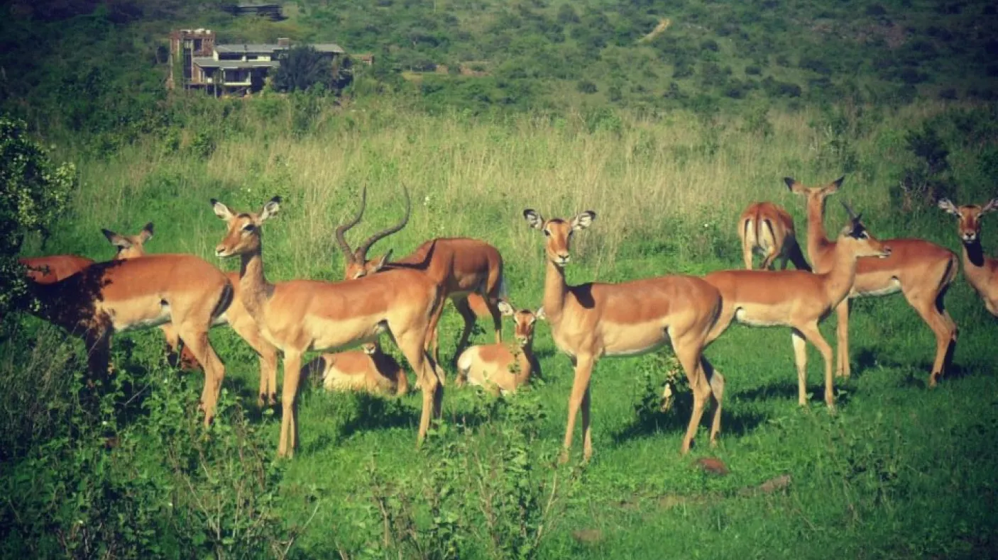 A group of antelope gather on a grassy plain.
