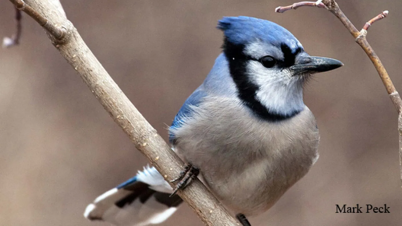 An adult blue jay rests on a branch in the winter season in Ontario. Photo by Mark Peck
