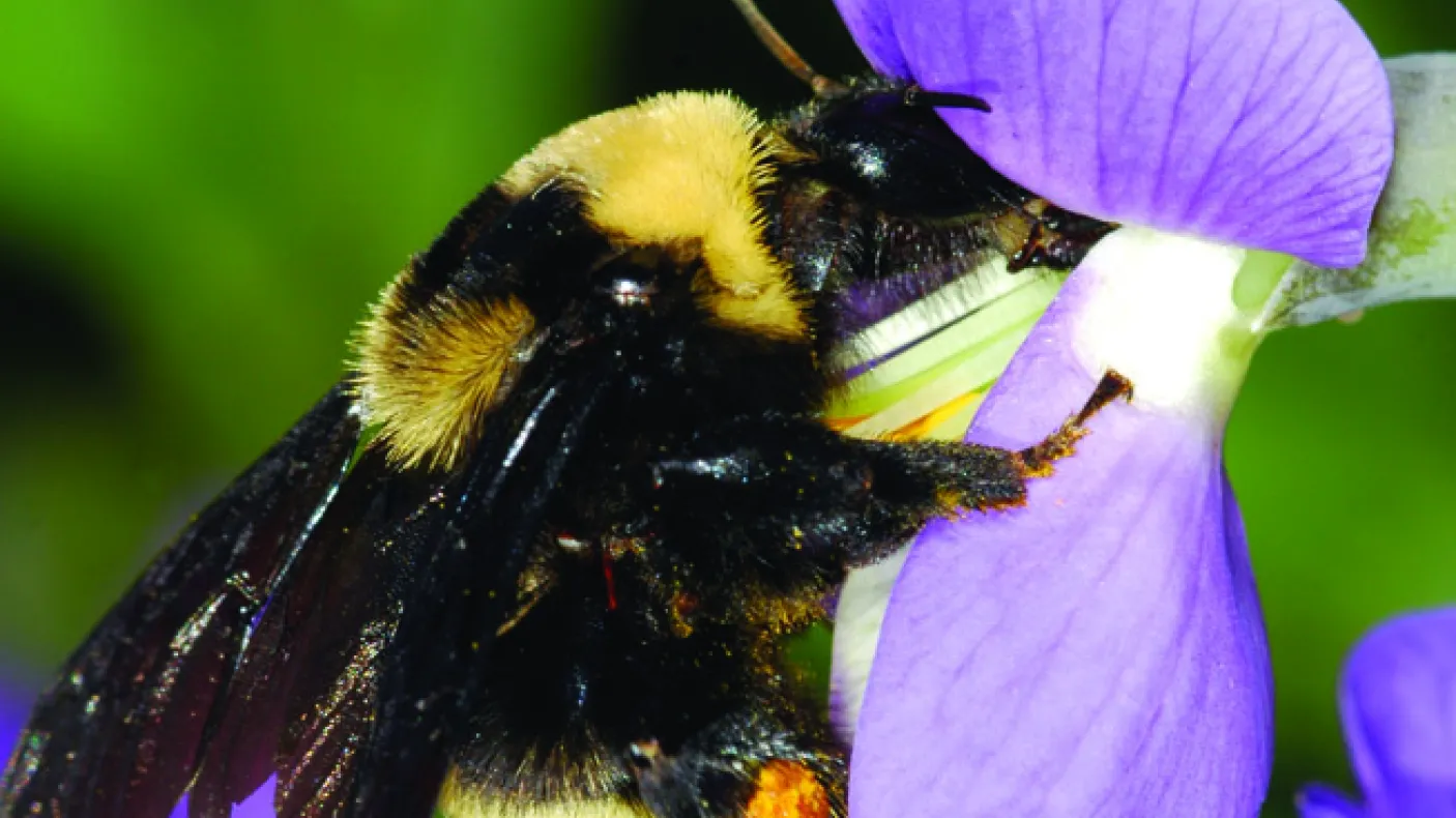 black and yellow bee resting on a purple flower
