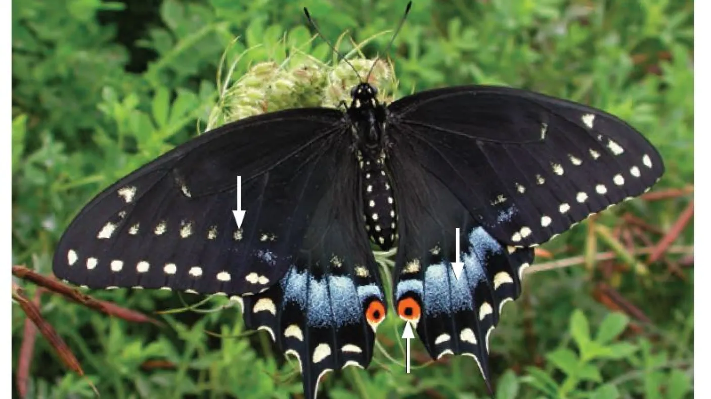 Black Swallowtail - Papilio polyxenes
