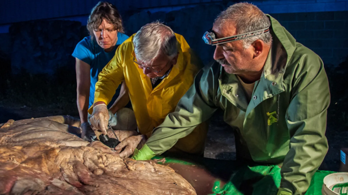 Jacqueline Miller, Robert Henry and Paul Nader putting plugs in the major vessels of the blue whale heart. Photo by Sam Rose Phillips
