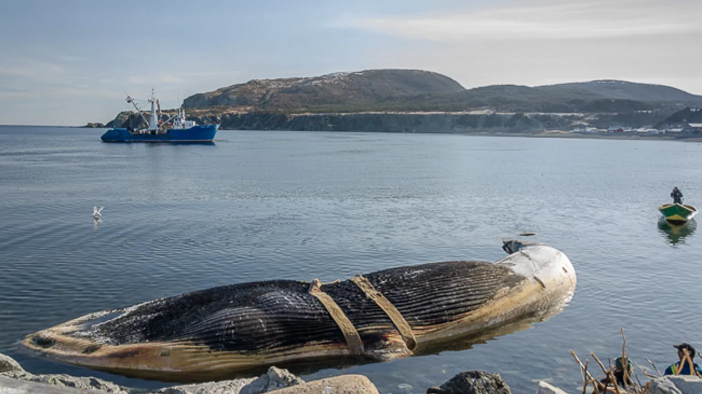 A beached blue whale on the Newfoundland coast, strapped up and ready to be  transported to Woody Point for recovery. Photo by Jacqueline C. Waters
