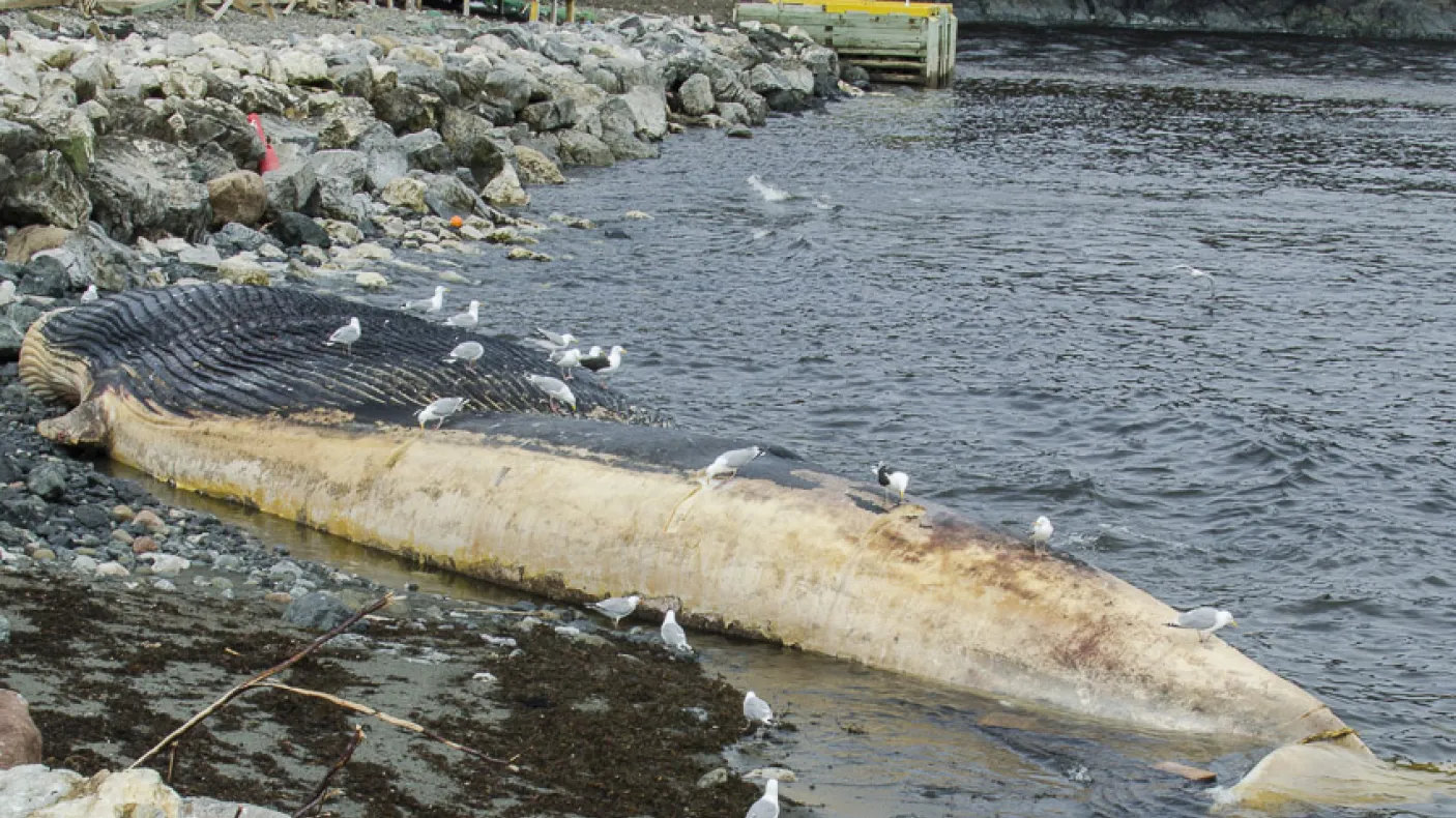 A blue whale carcass lies upside down in the water near a rocky shoreline.
