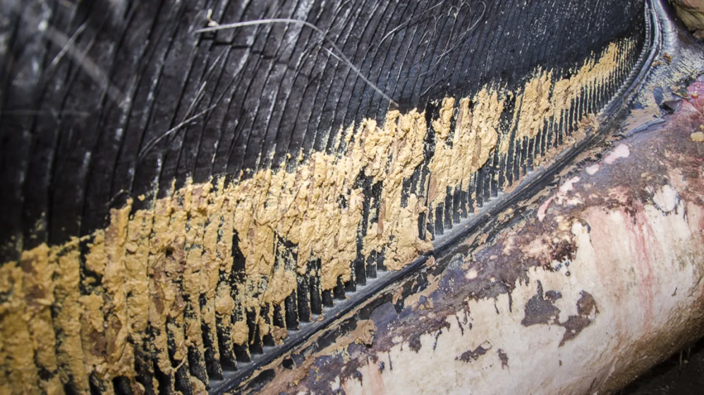 A close up shot of the blue whales baleen.
