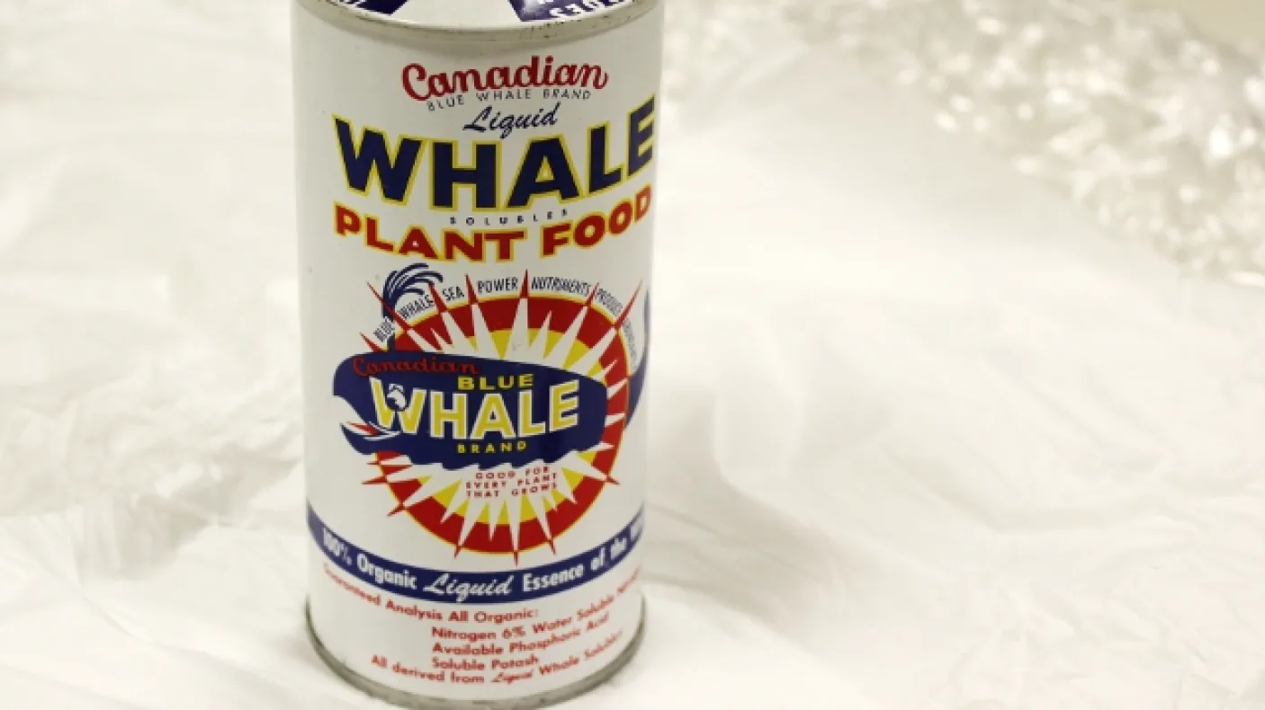 A photo of a canister of Canadian Blue Whale Brand Fertilizer - made from blue whale products in the 1950s. Photo by Katherine Ing
