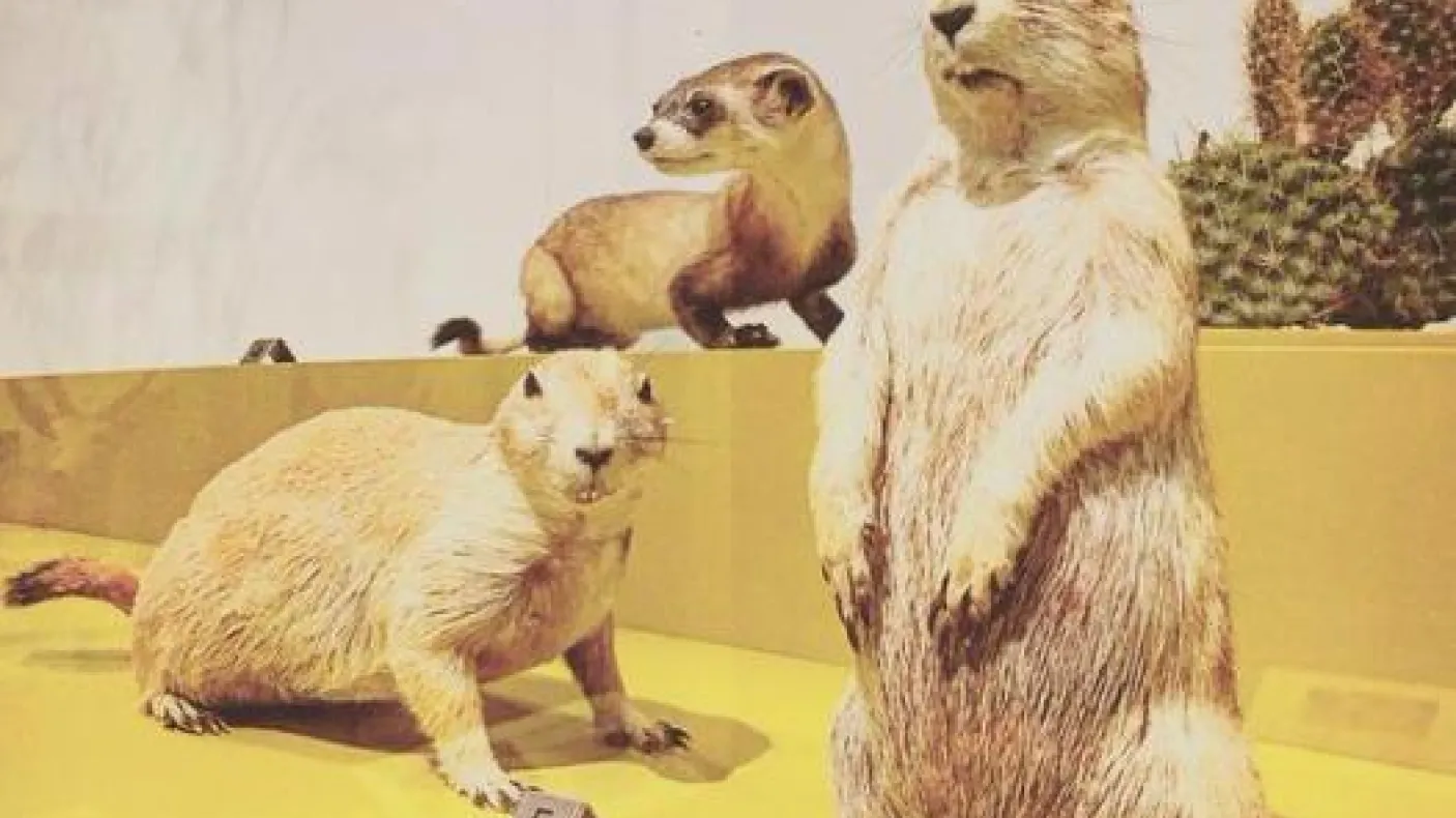 ROMmeme prairie dogs. Caption: Alan! Alan! Alan! Steve!
