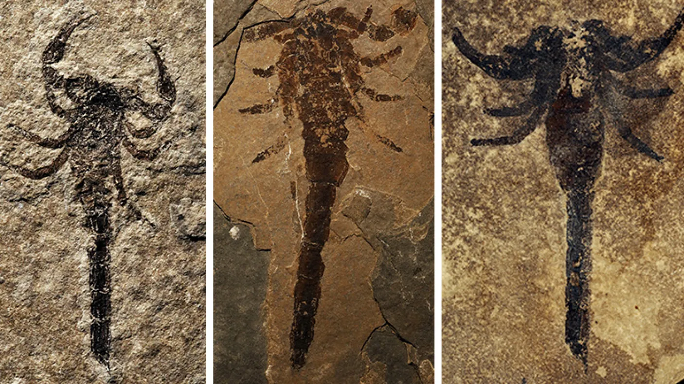 Photo collage of three scorpion fossils.
