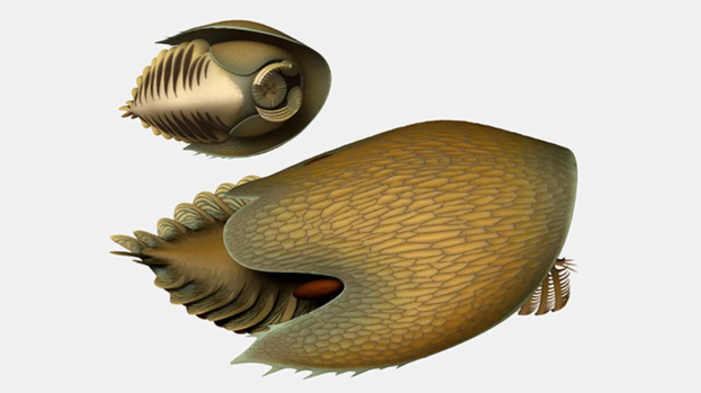 Illustration de la reconstitution de Cambroraster falcatus.
