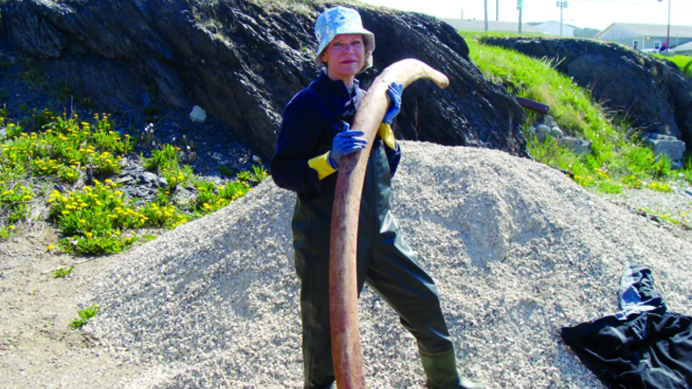 A photograph of a woman holding a bone of a blue whale.
