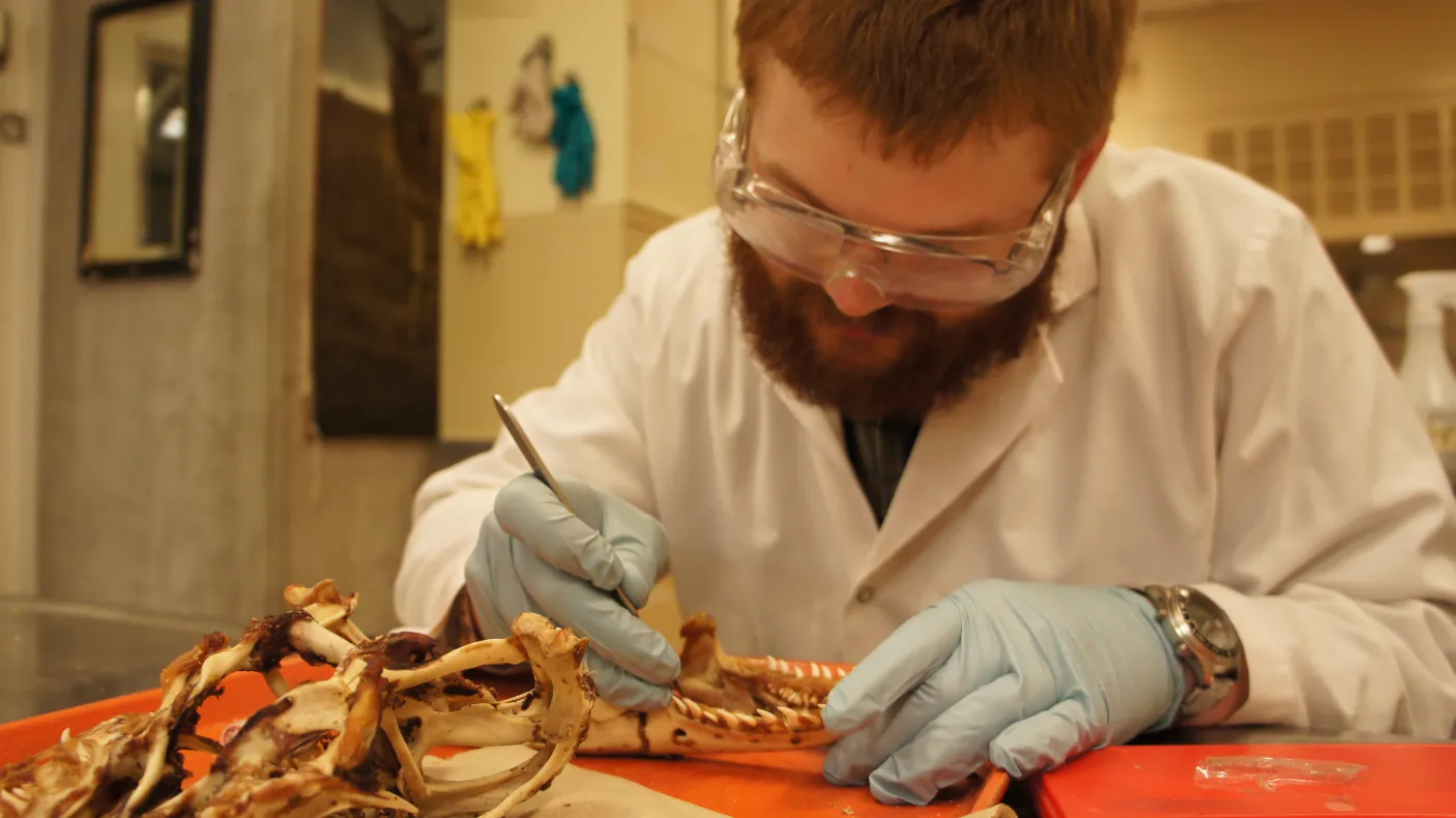 A volunteer cleans the remaining tissue from the Komodo Dragon skull

