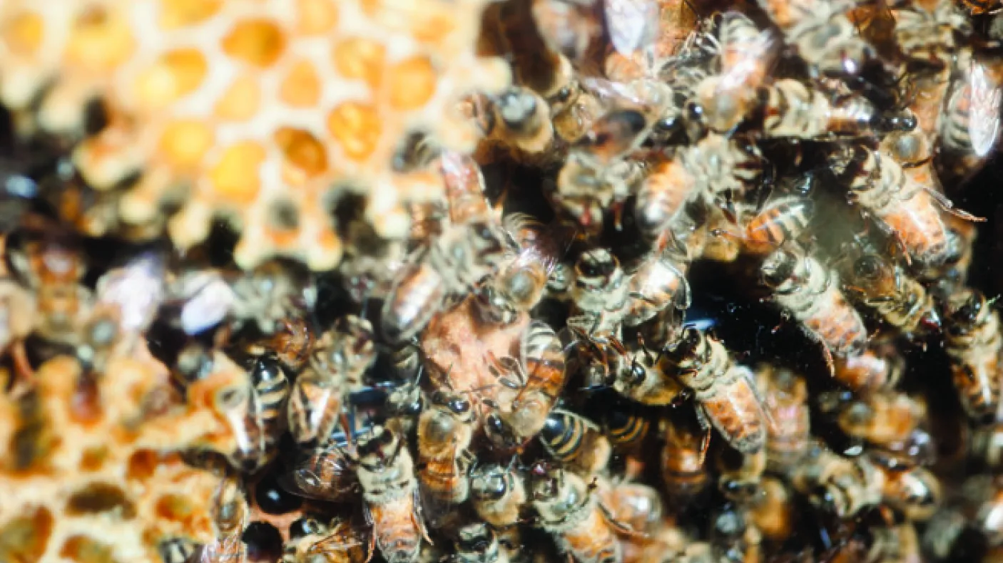 Abeilles mellifères regroupées dans une ruche
