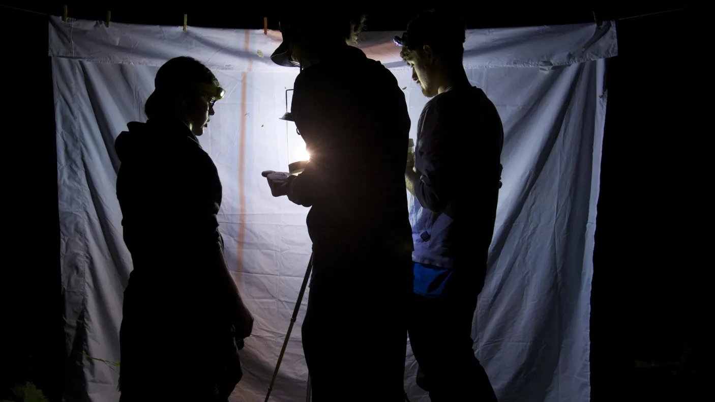 3 people in silhouette look for insects attracted to a light
