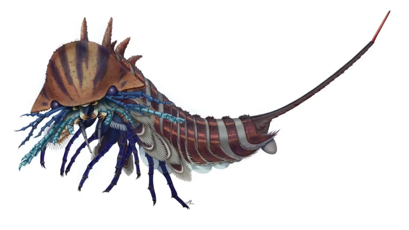 Reconstruction artistique de Habelia optata. Crédit : avec l'aimable autorisation de Joanna Liang, © Musée royal de l'Ontario
