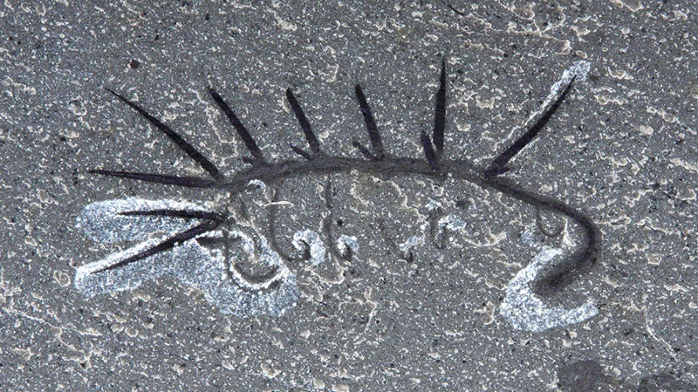 Hallucigenia sparsa fossilisée.
