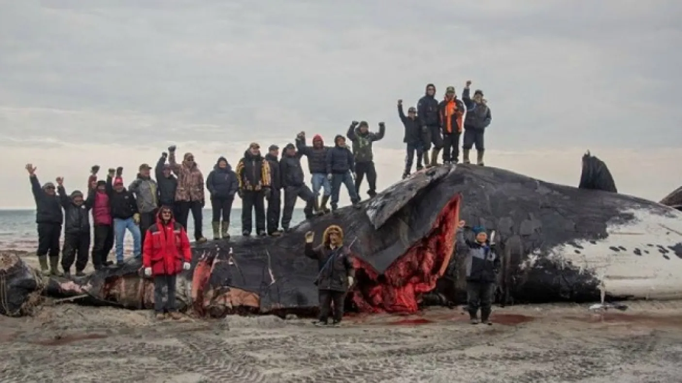 Inuit community standing on and near a recently hunted bowhead whale on beach
