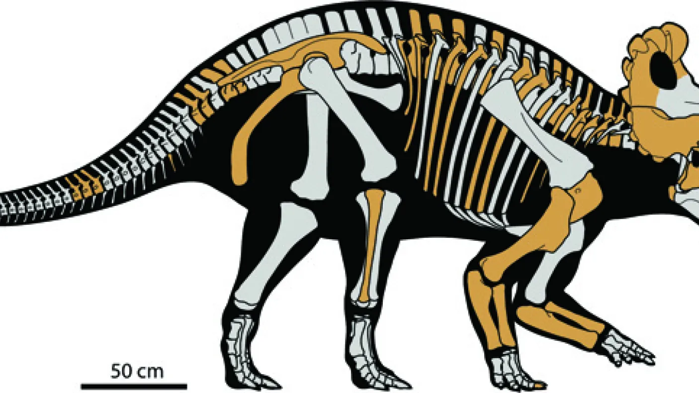 drawn picture of the skeleton of the Wendiceratops
