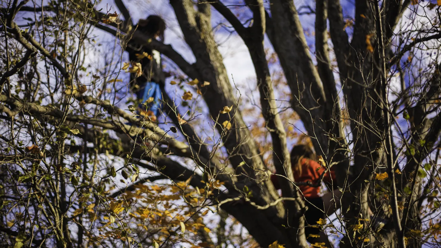 Enfants jouant dans un grand arbre
