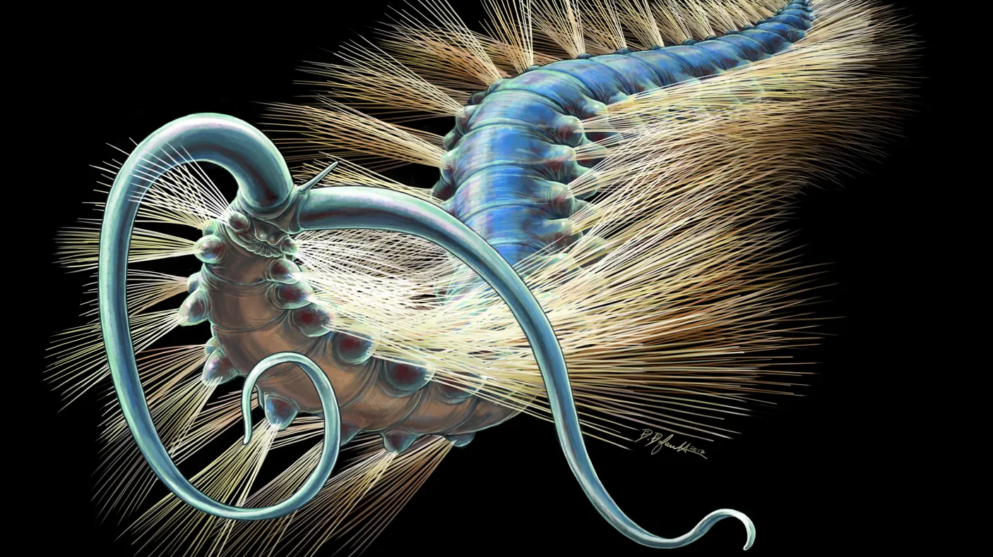 Reconstruction artistique de Kootenayscolex barbarensis
