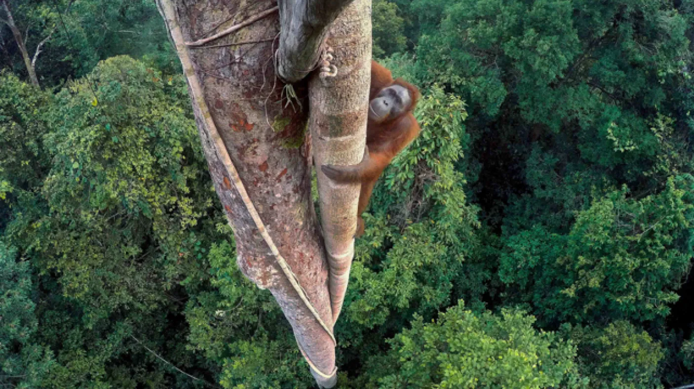This year’s overall winner of Wildlife Photographer of Year is Tim Laman and his photo story, “While the forest still stands.” This image from the story is titled “Entwined lives.” It shows an orangutan high in a tree with the rest of the canopy below

