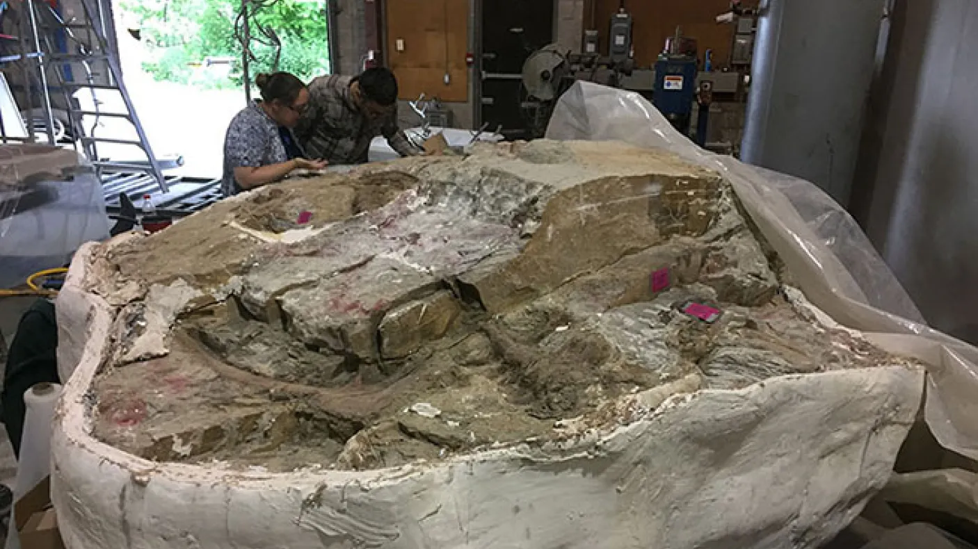 Photo of two people looking at a big block containing rock and a dinosaur fossil