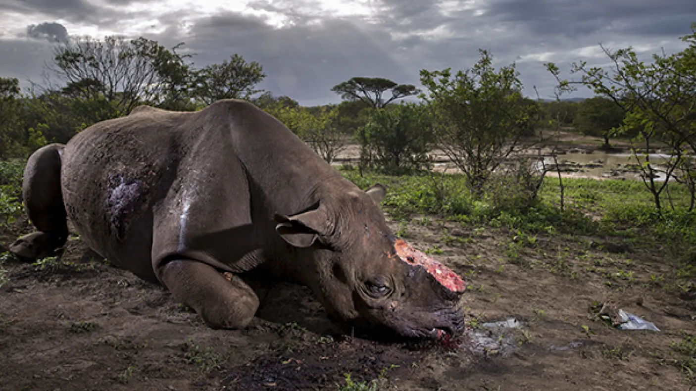 Photo of Rhino with it's horn removed.
