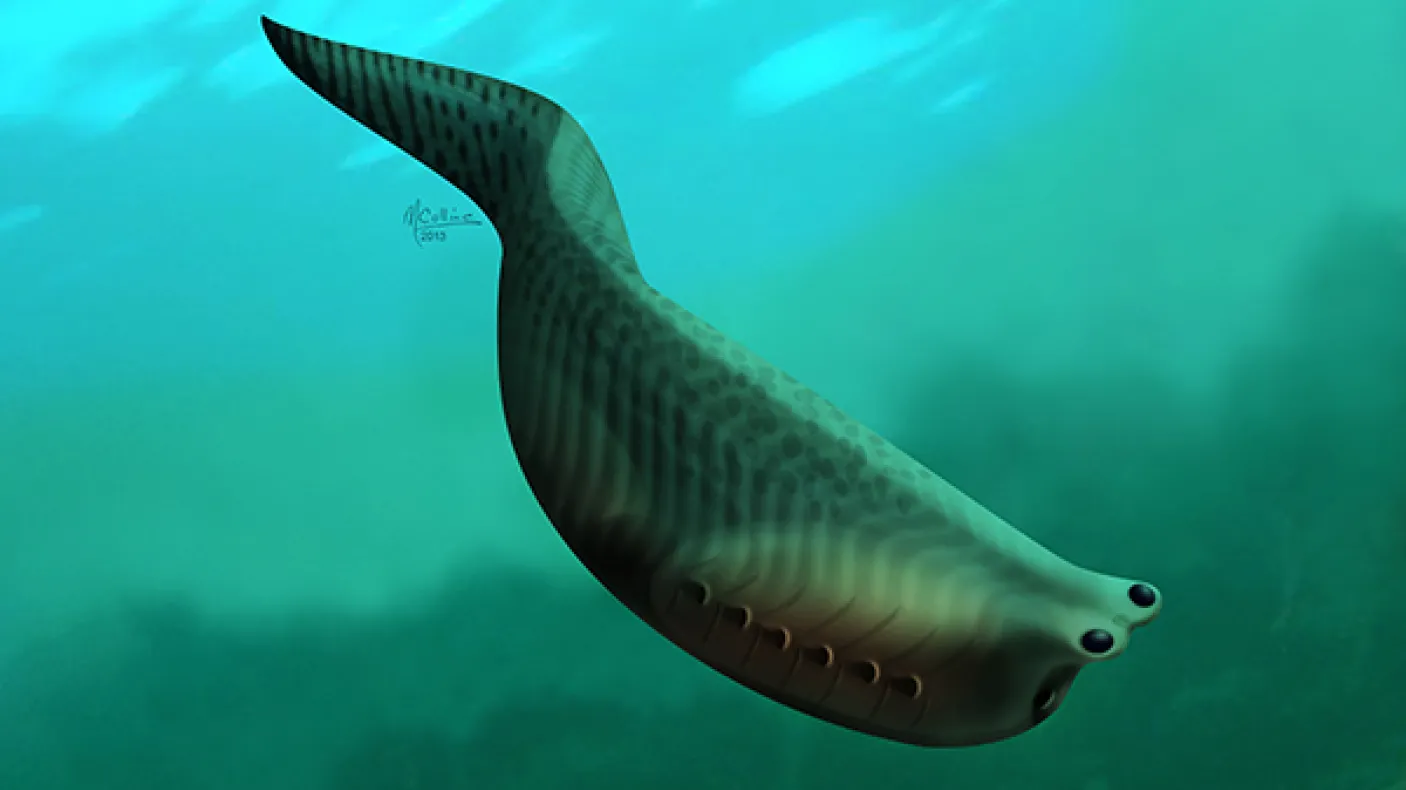 Illustration of Metaspriggina
