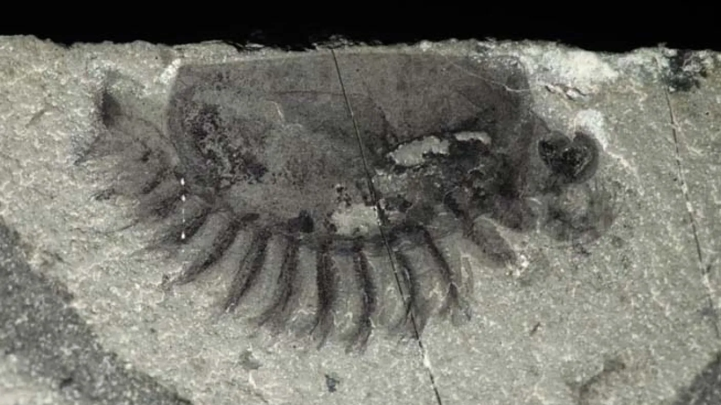Un nouvel arthropode fossile de Marble Canyon (parc national Kootenay)
