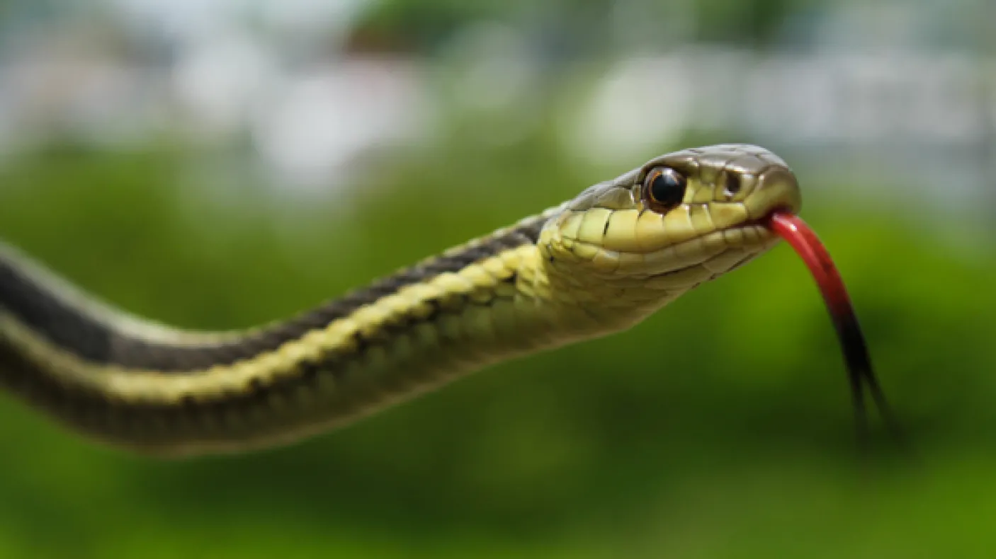 A garter snake sticks its tongue out to sense the air - the photo that got Rob interested in wildlife photography
