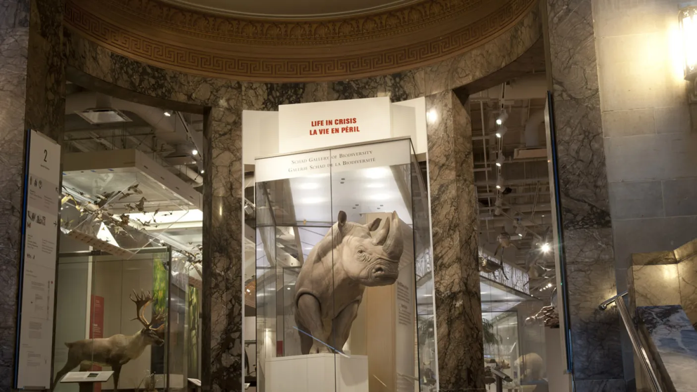 A large make Southern white rhino dominates the entrance to the ROM's biodiversity gallery
