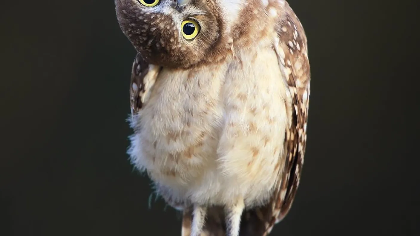 hibou debout sur une branche
