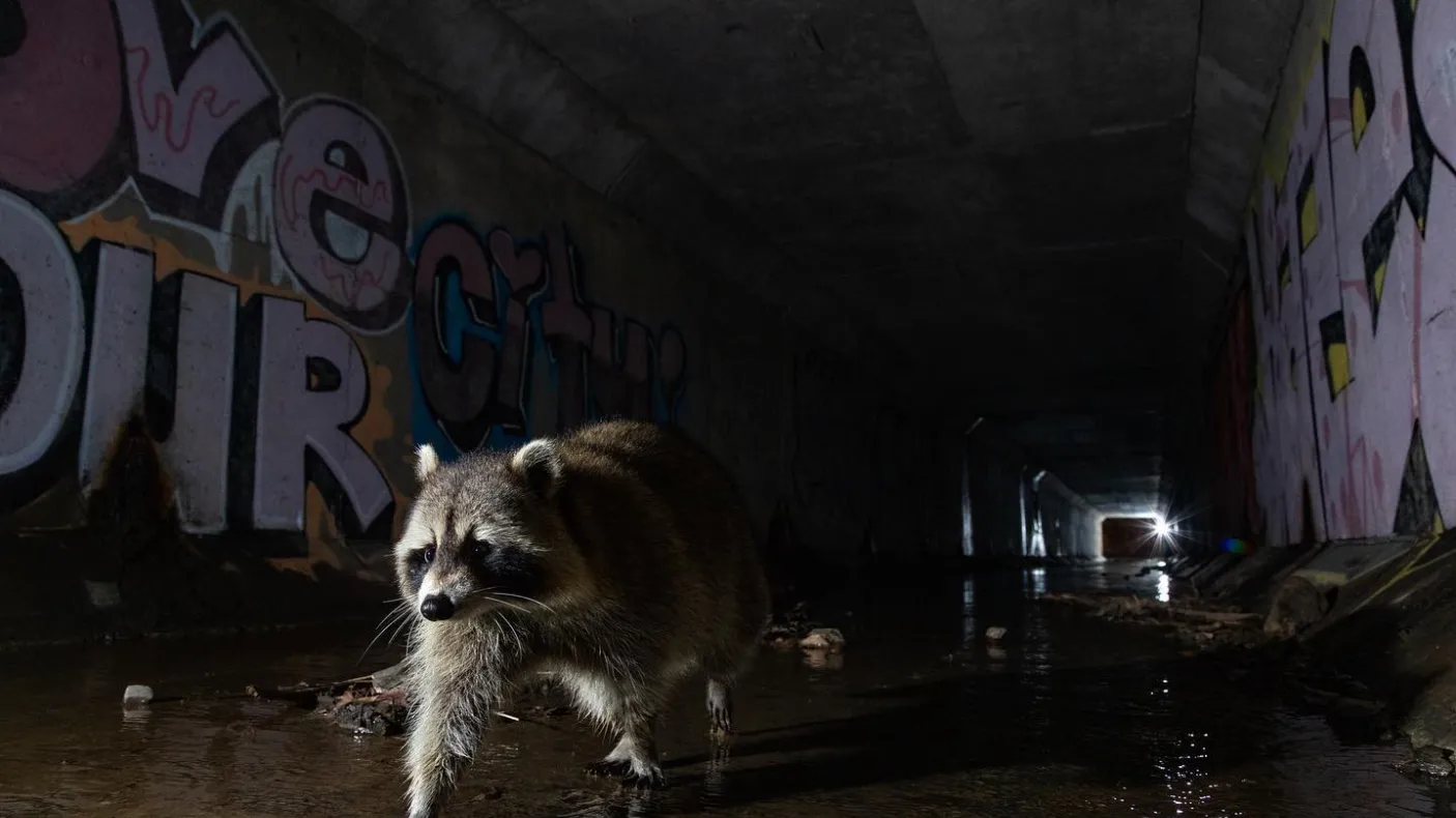 The Midnight Prowl © Andrew Budziak
