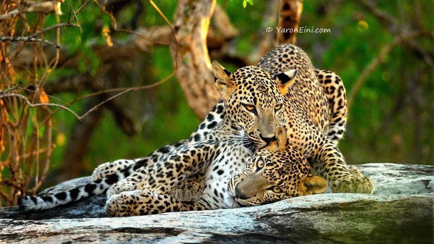 Leopard Love @ Yaron Eini
