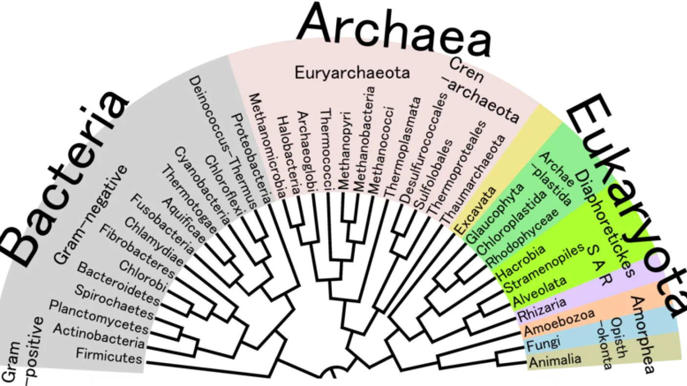 L'arbre phylogénétique de la vie
