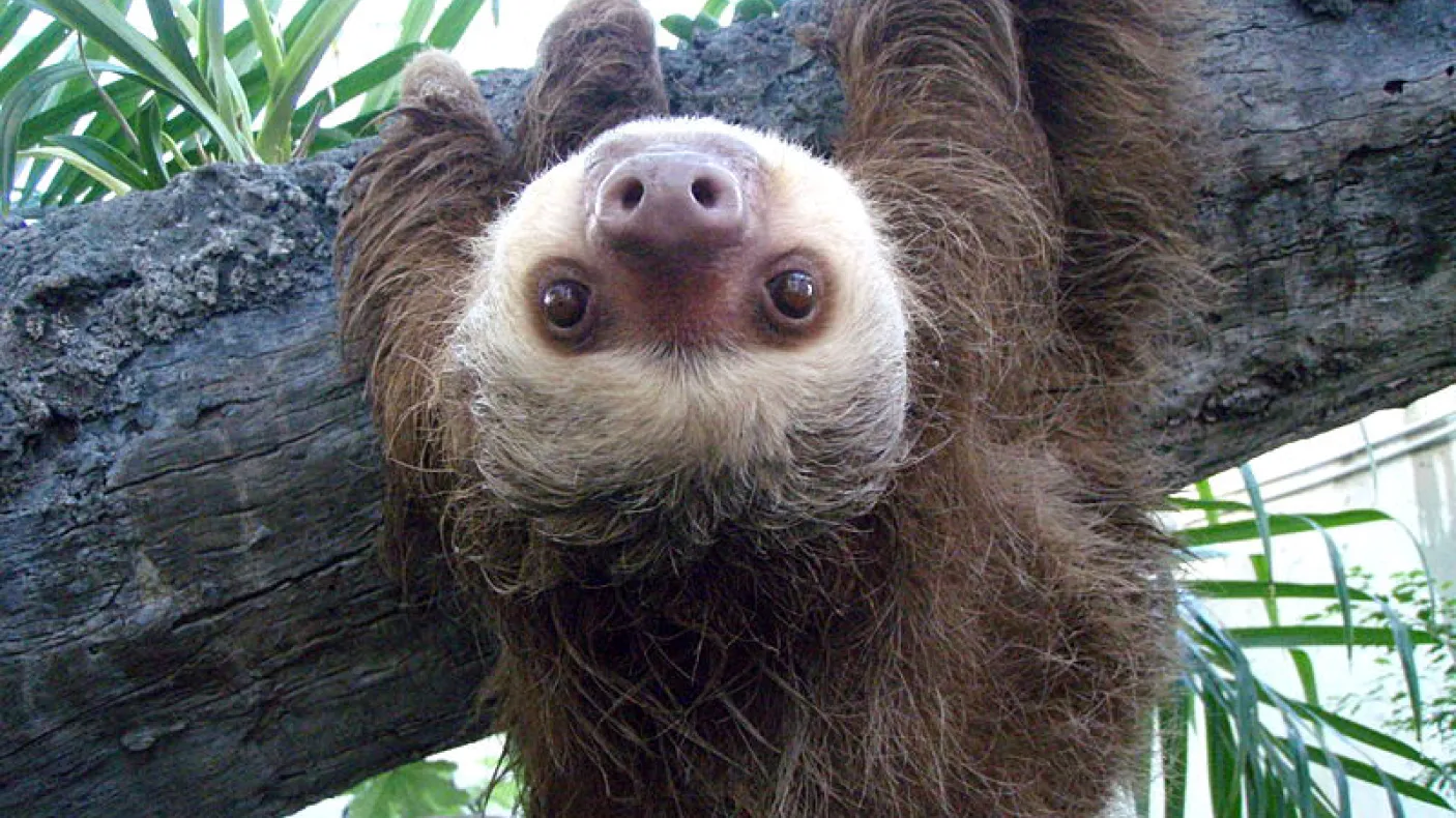 Upside-down Two-toed sloth
