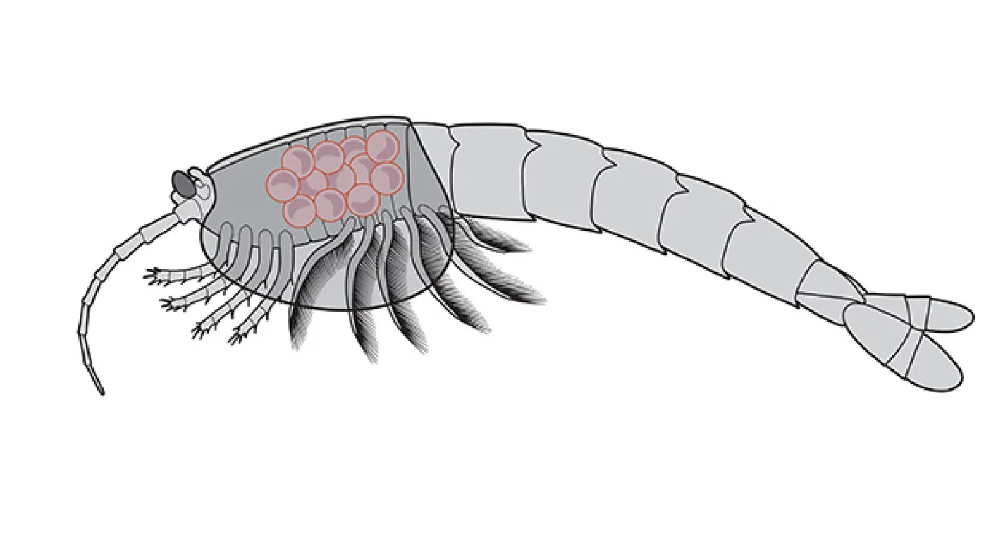 Illustration of Waptia carrying eggs or juveniles.
